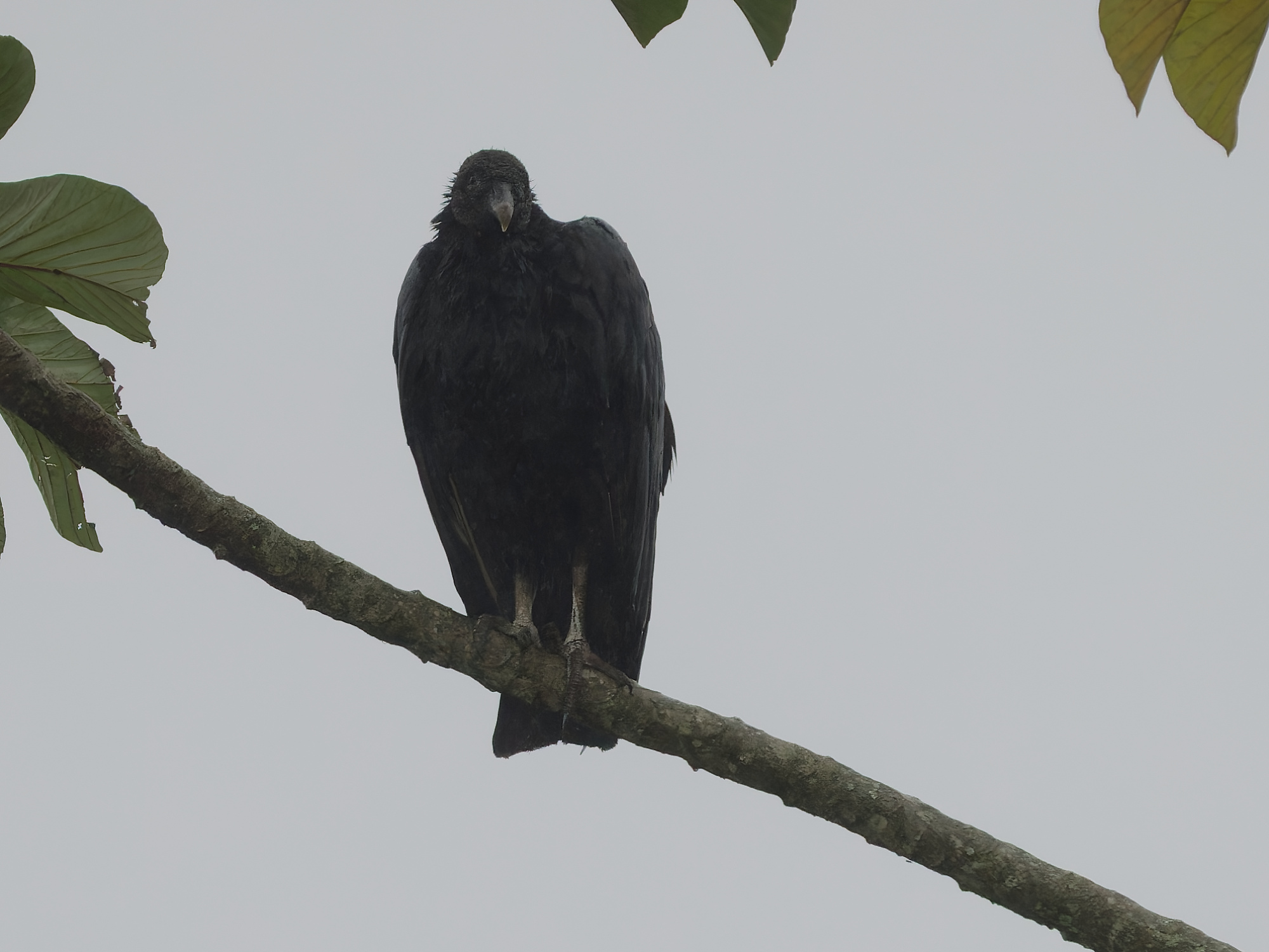 Click to open Dag 18: De vogels rondom het REGUA kantoor